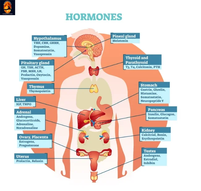 Hormone_Vector